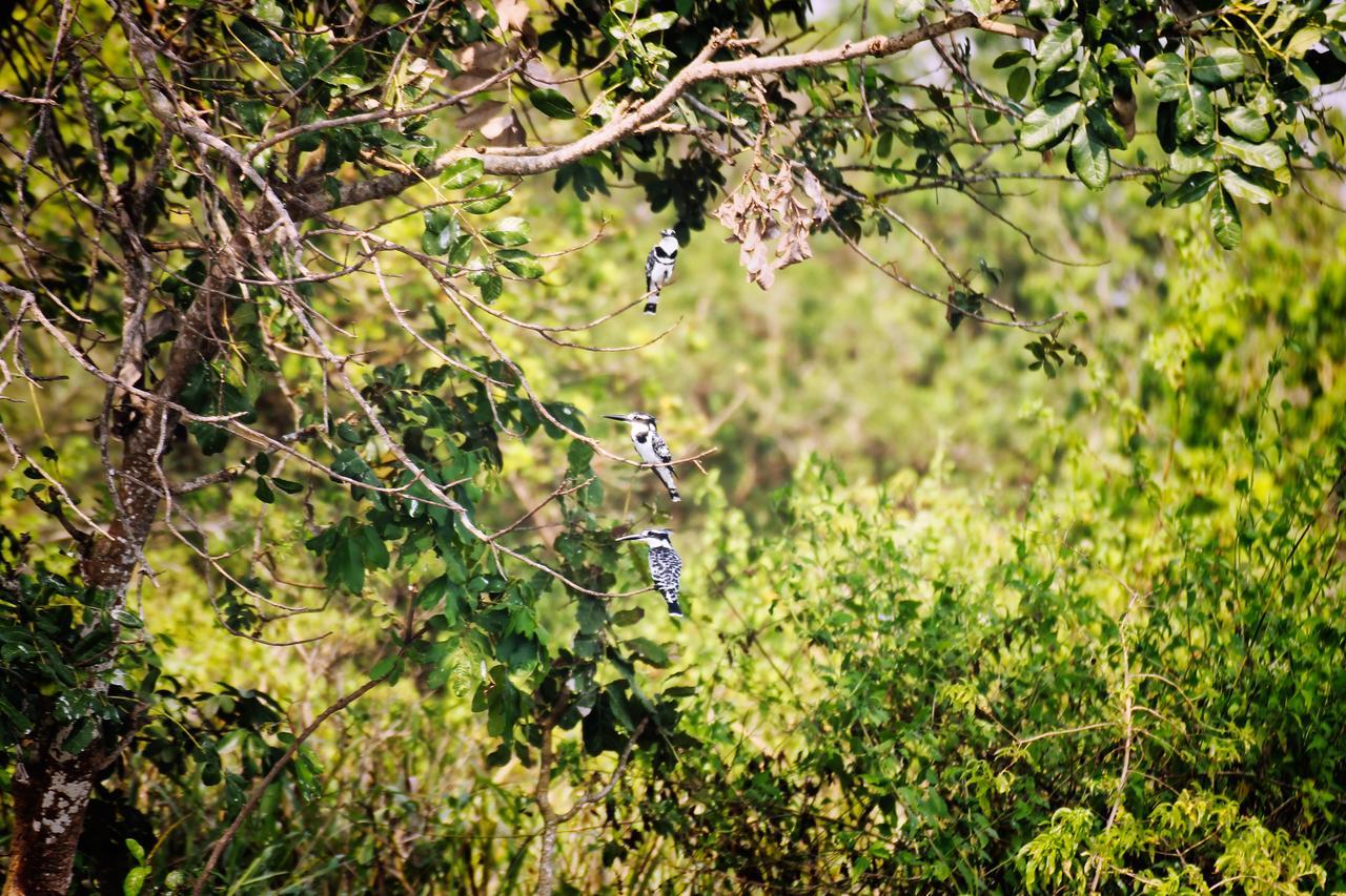 Twiga Safari Lodge Paraa エクステリア 写真